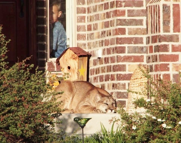 Mountain lion caught in California residential area : image credit pinterest!