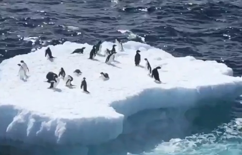 ​Have you ever witness penguins from so close?