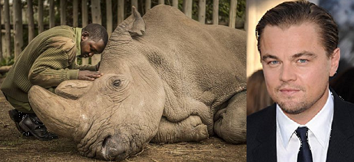 Leonardo DiCaprio; RIP Sudan, the Last white northern Rhino has gone into the stars!!