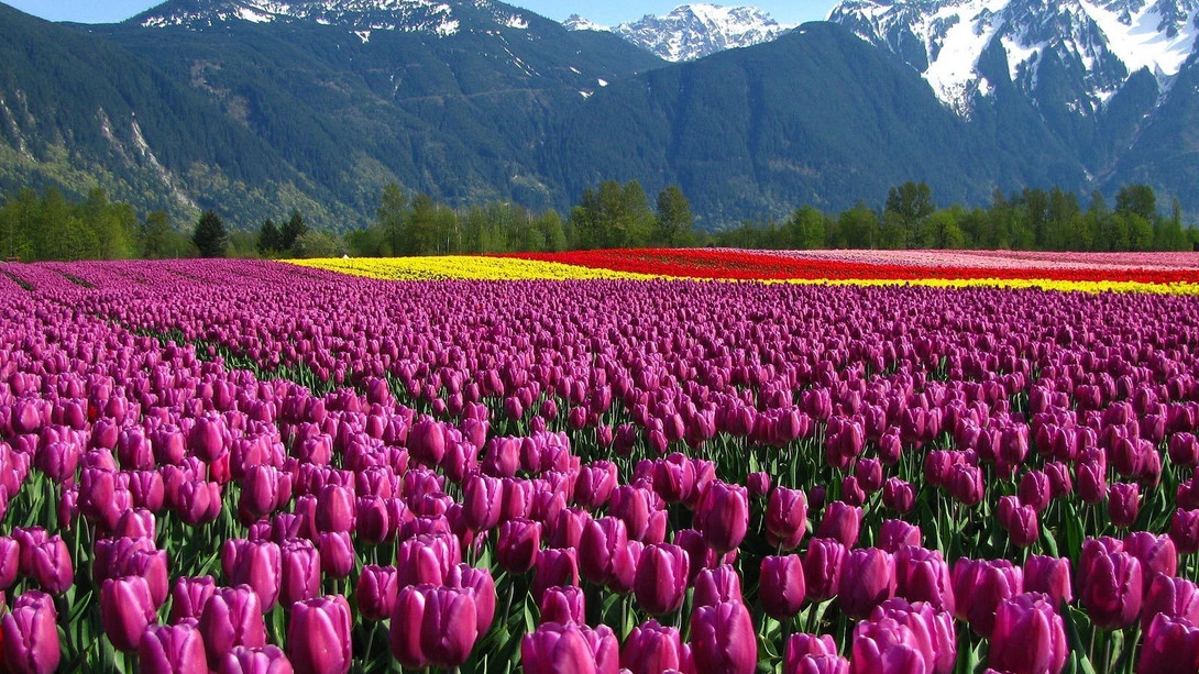 Beauty of Tulip garden by the bank of Dal Lake in Srinagar fascinating visitors in this chilling summer 