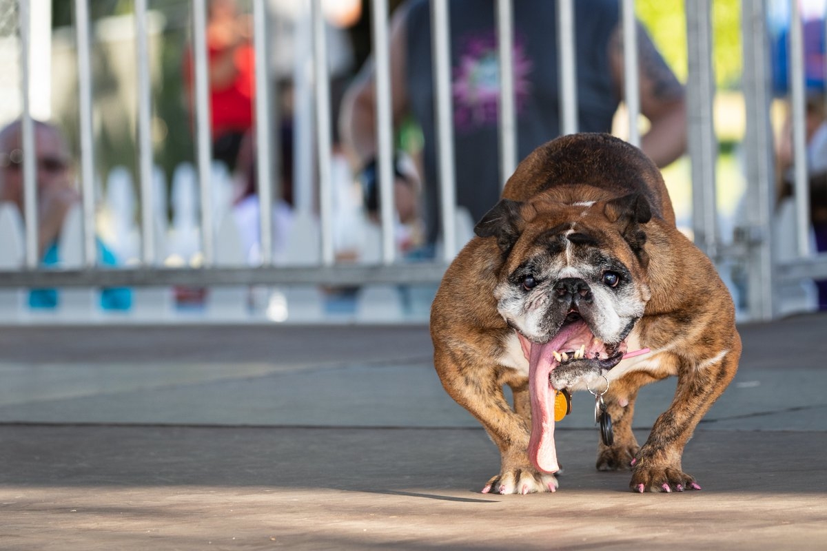 'World's Ugliest Dog' 2018 is English Bulldog