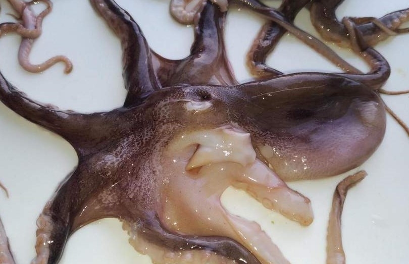 Octopus correctly predicted all three of Japan's World Cup group stage results