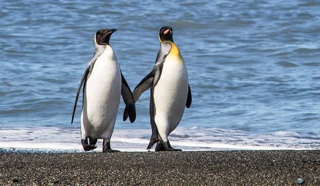 Romantic Penguin couple on the beach, making humans think twice about their love.