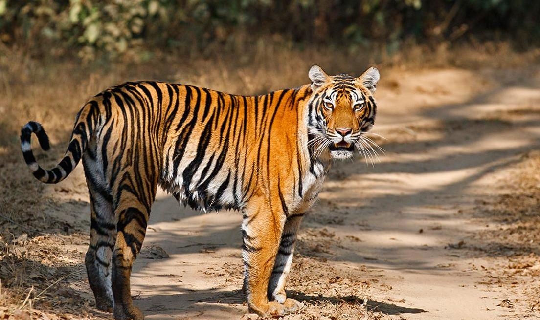 Why is Kanha the most sought-after National Park?