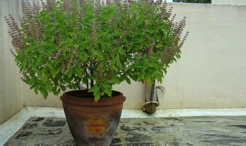 Be careful! Don’t do these ‘mistakes’ while worshiping Tulsi