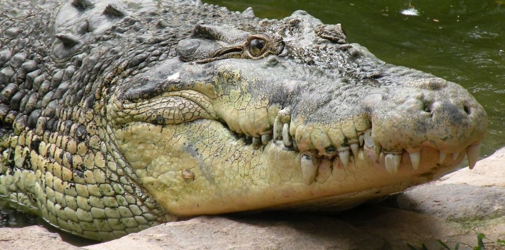 Nile crocodiles can hold their breath up to 2 hours in underwater