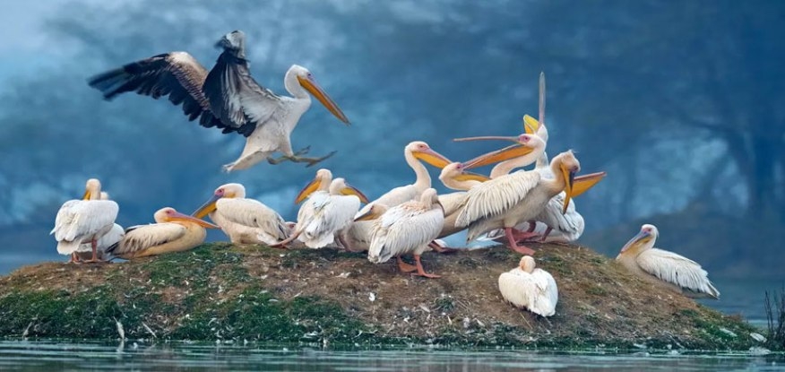 Keoladeo National Park of Rajasthan, Best place for bird lovers 