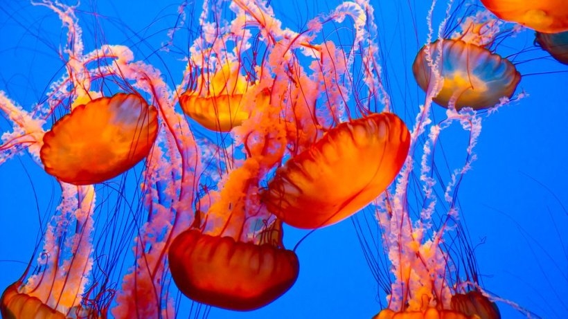 Jellyfish have no brain, no heart, no blood & not even a fish