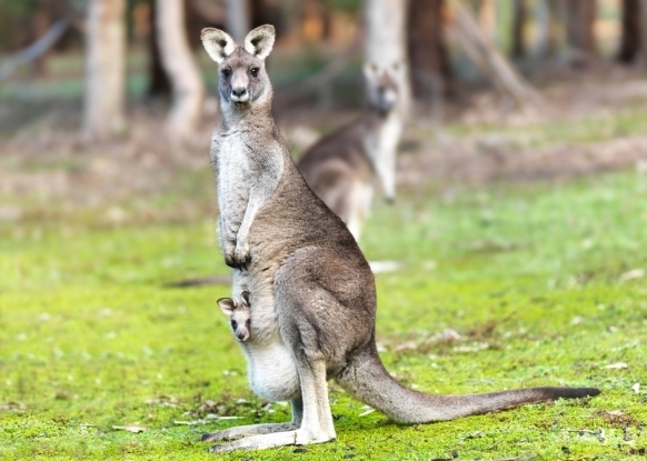  Kangaroos cannot walk backwards!