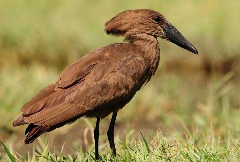 The hamerkop bird