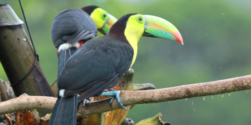 ‘Thattekad’ Bird Sanctuary in Kerala, A unique world of butterflies and Birds