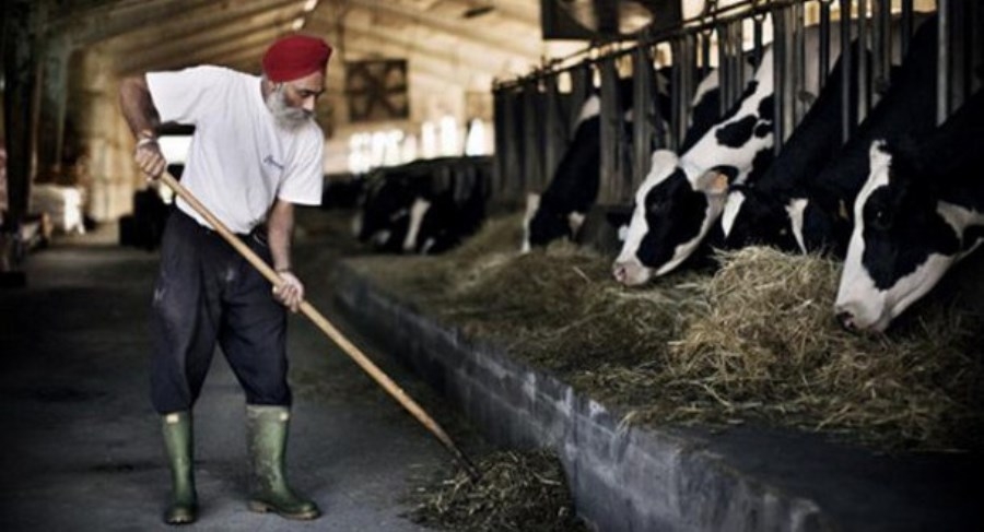 Jaitley announces Rs 8,000 cr infrastructure fund for dairy farmers