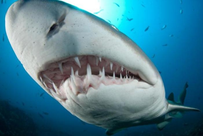 Human teeth are as strong as shark teeth!