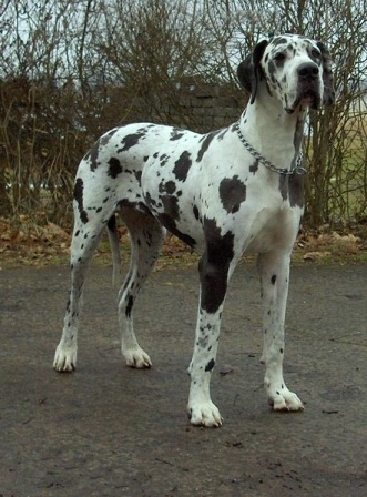 is dalmatian a dangerous dog