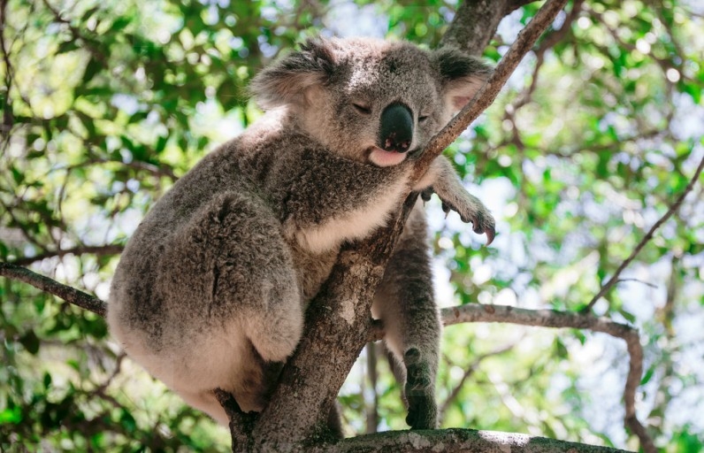 Koalas sleep up to 22 hours a day