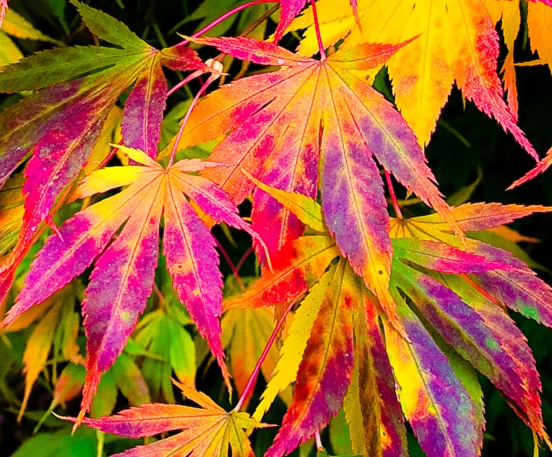 Why do leaves change colour