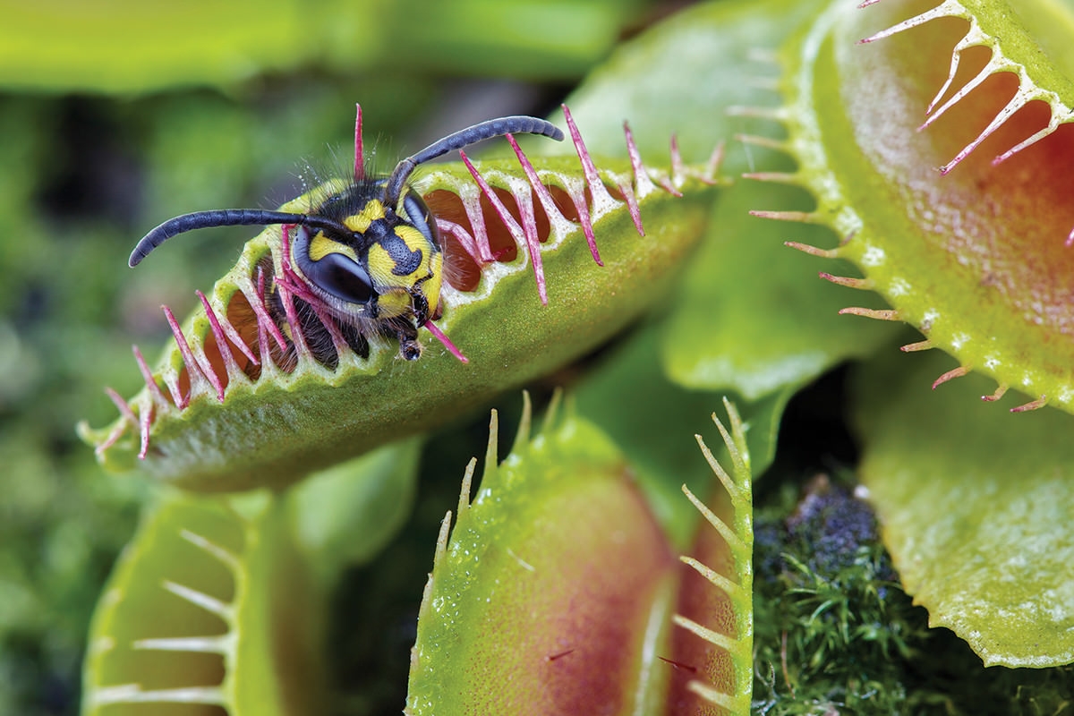 Plants that prey on animals