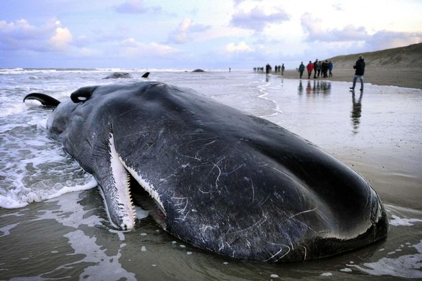 What happens when a blue whale dies?