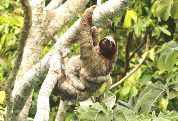 Sloths can take up to one month to digest food