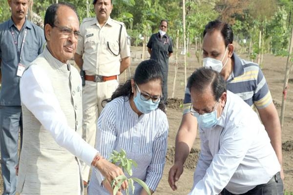 Chief Minister Chouhan Planted Saptaparni and Kachnar Saplings, Ujiara Foundation Also Planted Saplings