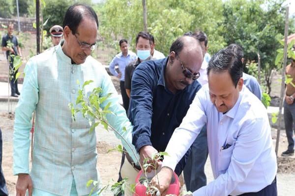 CM Chouhan plants Banyan, Karanj and Moulshree saplings