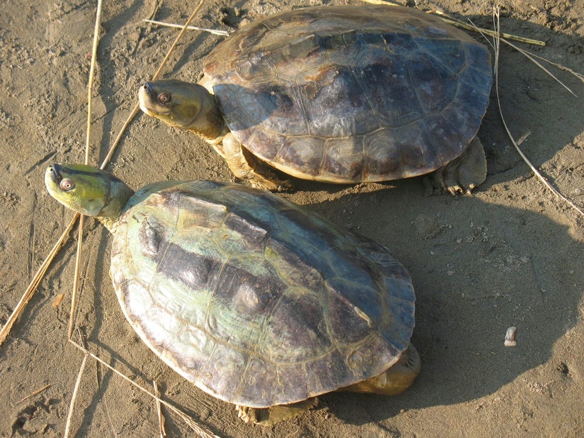 Critically endangered Burmese roofed turtles hatched
