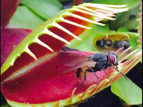 Carnivorous Plant- The Venus Fly Trap