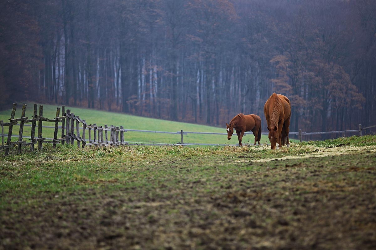  Of different Tales from the Vienna Woods 