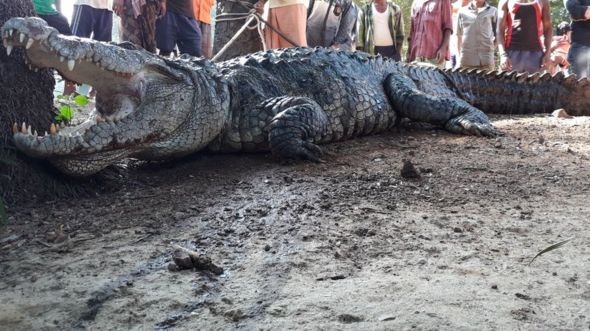 ​It turns out to be tricky morning for Dasharath  Madkami when a zombie size crocodile wakes him up from his sleep.