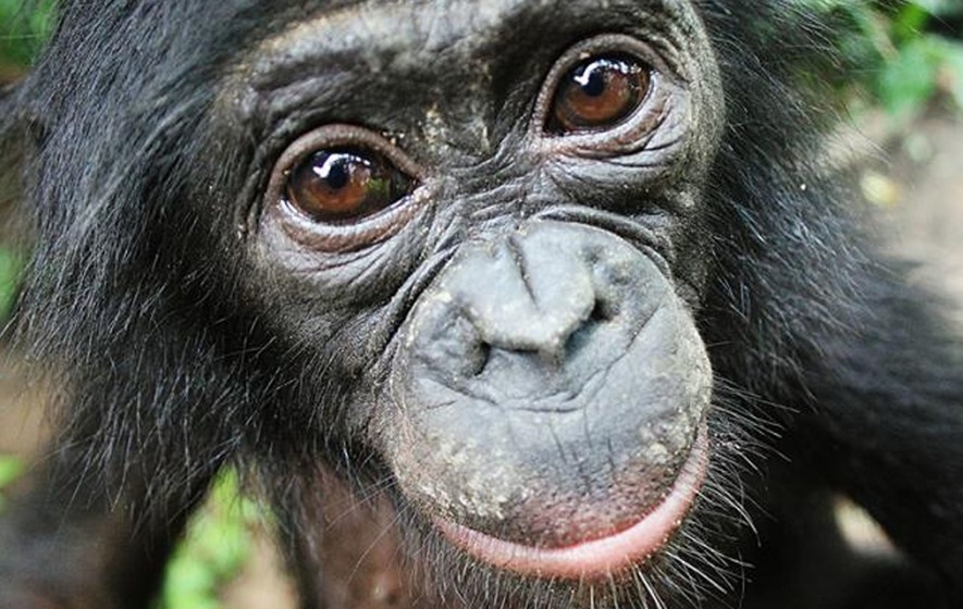  Bonobos go out of their way to help strangers 