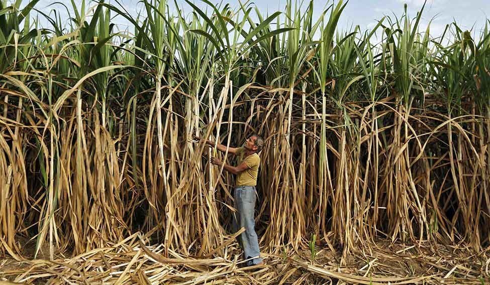 Sugarcane Commissioner Must Ensure Payment from Sugar Factories to Farmers