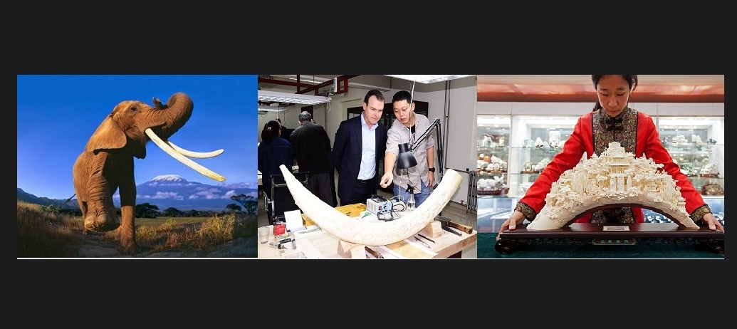 Worrying About Elephants Not by Word But Also by Action, China Bans Ivory and Chinese Public is Supporting It!