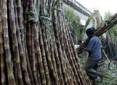 Purchase price of sugarcane in Chhindwara fixed at Rs 300 per quintal