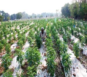 80-year-old farmer Athhilal yearly income is Rs 4 lakh  