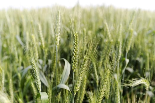 Crop insurance till January 15 in this Rabi season in state