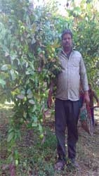 Farmer Ajit’s income doubles with horticulture and catch crops