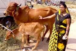 Gou-Palan Proves Blessing for Usha