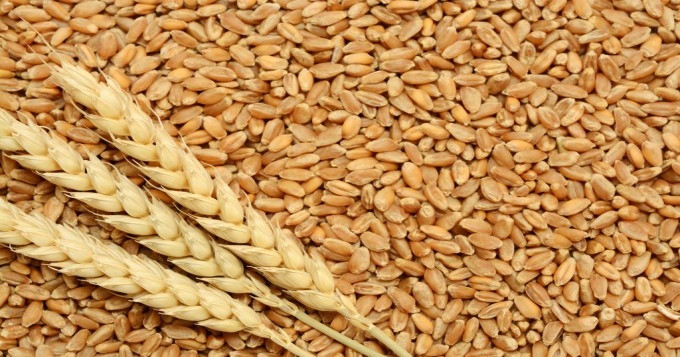 Registration of wheat procurement on support price in Rabi season till February 22