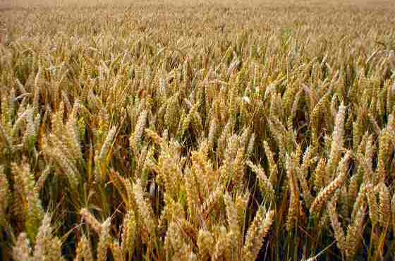 Registration for wheat e-procurement on support price extended to February 28