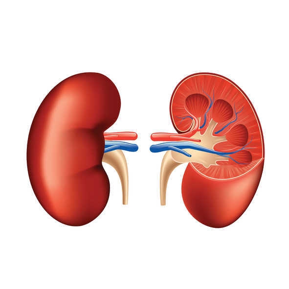  Chronic kidney disease linked to lower IQ in kids 