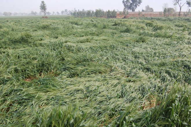 Rs 30,000 per hectare for more than 50 percent crop damage