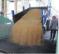 Wheat trolleys are being weighed in minutes on silo