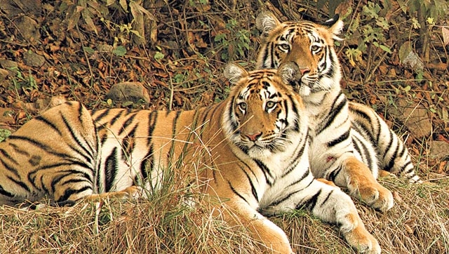 Tigress shifted from Panna to Sanjay Reserve adjusting with new environment