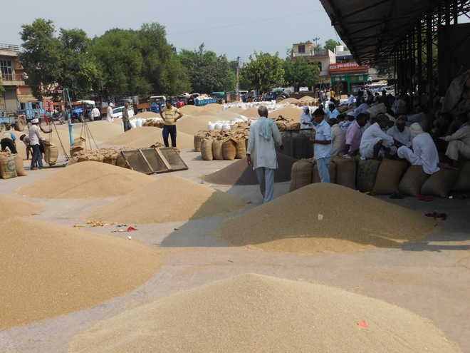 About 48 lakh 72 thousand metrict tonne wheat procured on MSP till now