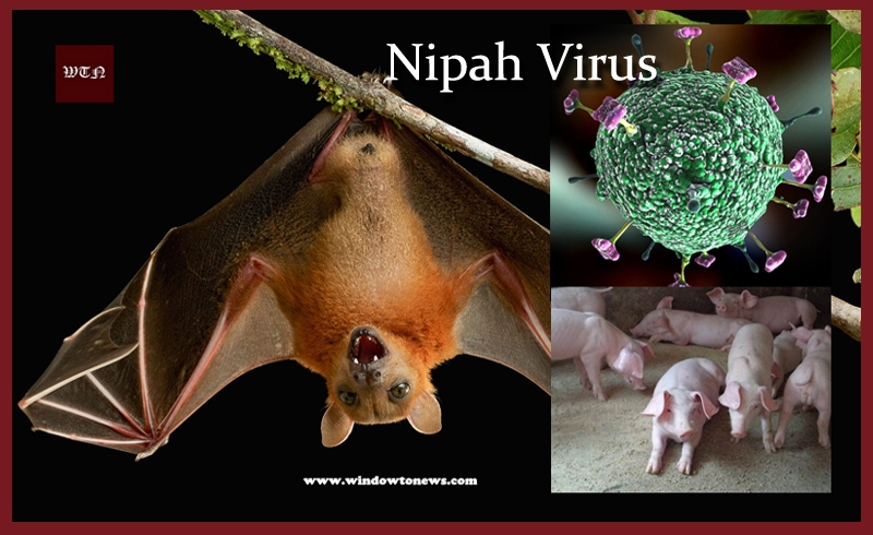 Nipah virus is spreading rapidly, know the symptoms and preventive measures