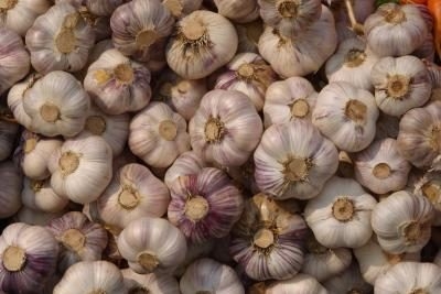 Period of garlic sale extended till June 30