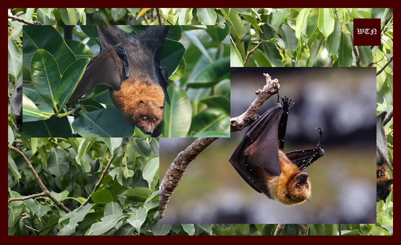 ​Big threat from bats! Ways to shoo off bats