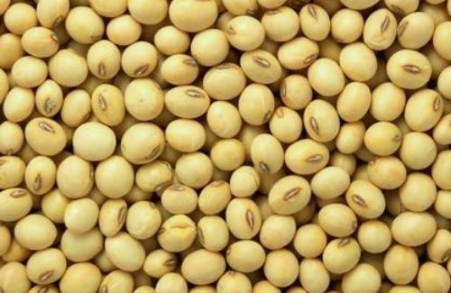 A gift to Madhya Pradesh farmers from Modi government, steep rise in minimum support price of soybean 