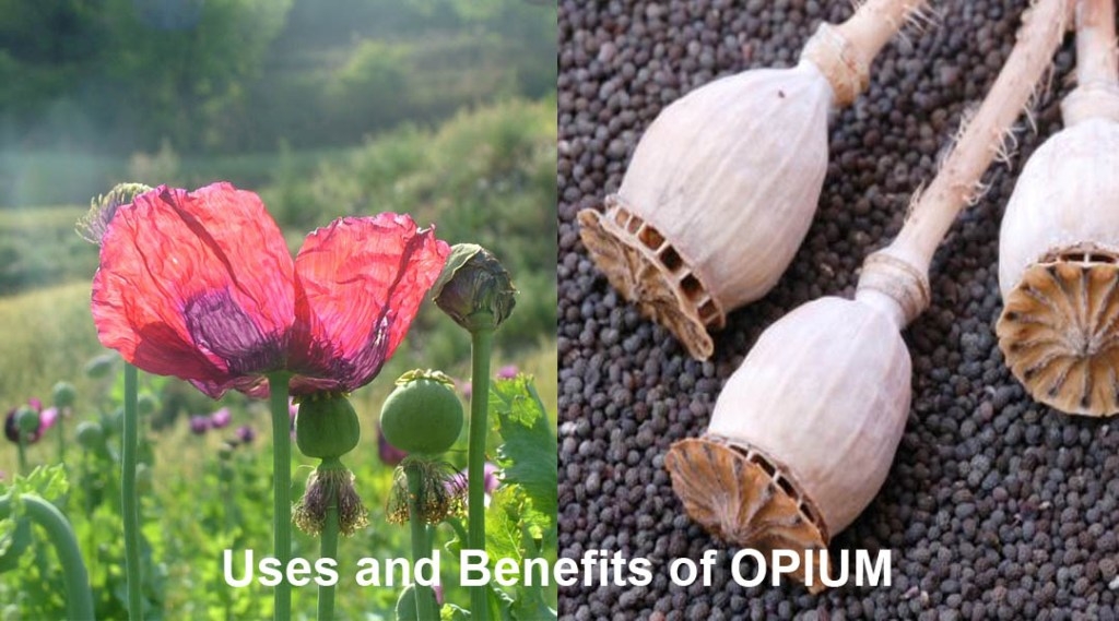 Uses and benefits of ‘Opium’