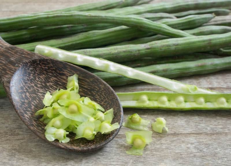 Awesome facts of drumsticks to purify water